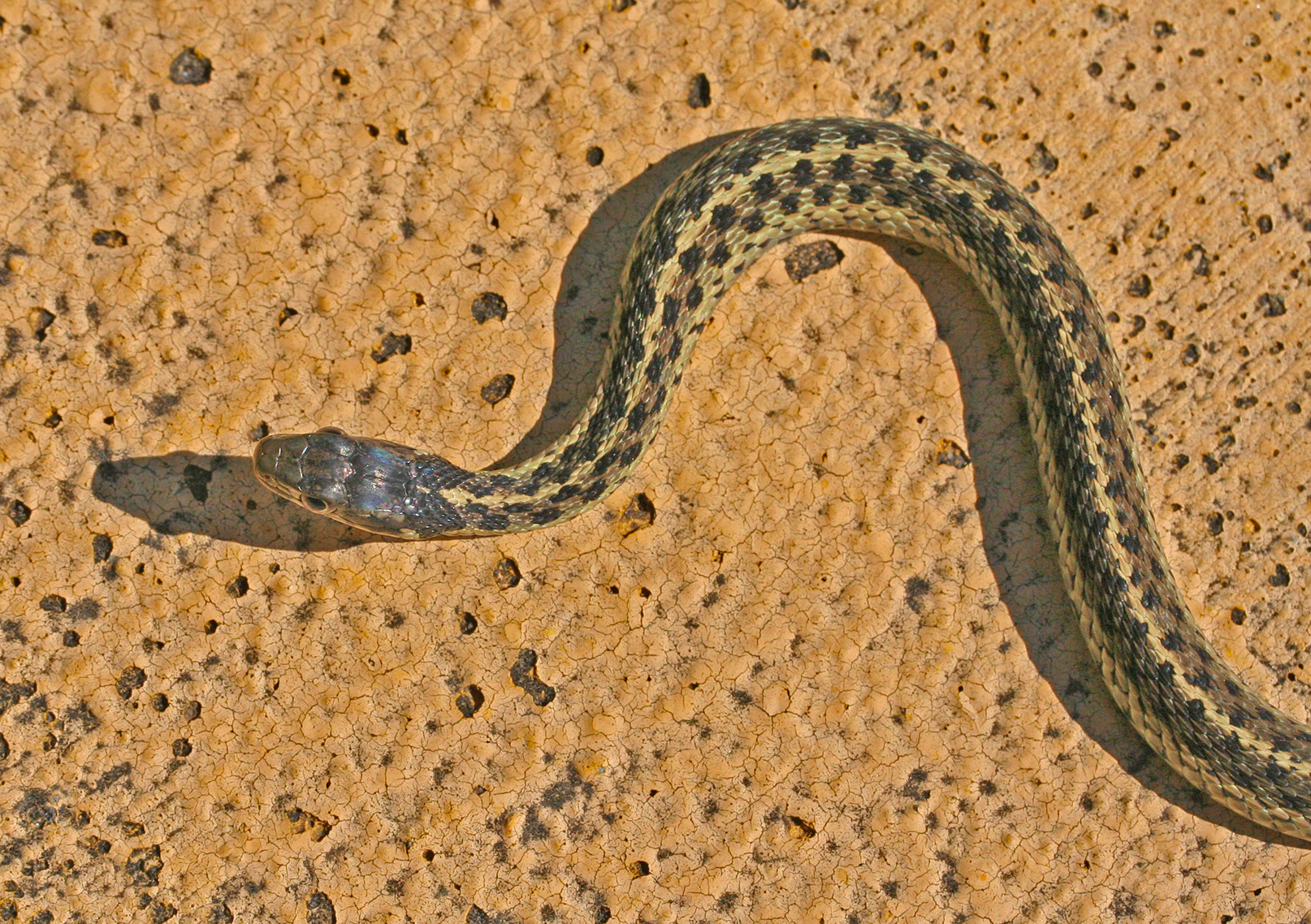 Snakes